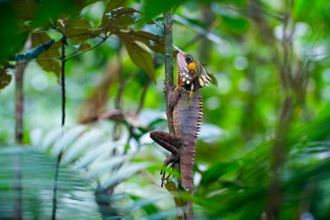 Guardian - Boyd's Forest dragon