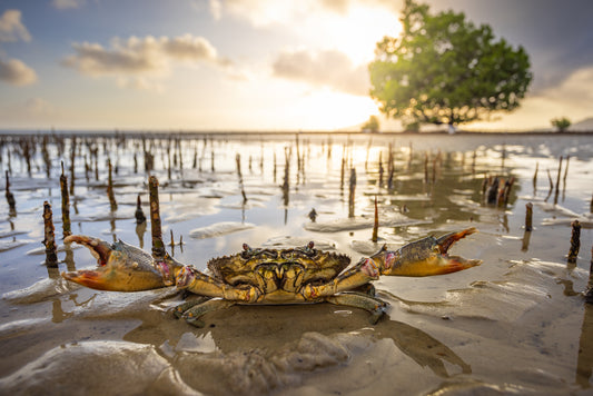 Gate keeper - Mud crab