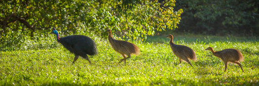 Generations - Southern Cassowaries