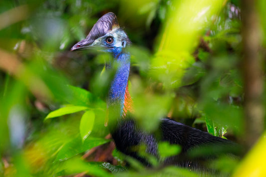 Habitat - Southern Cassowary