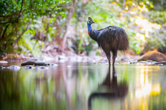 Reflections - Southern Cassowary