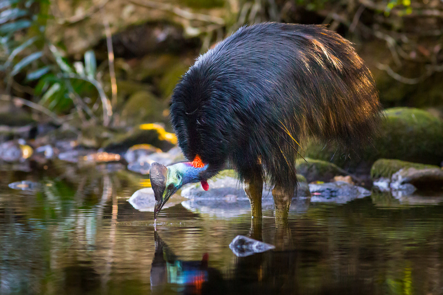 Watering hole - Southern Cassowary