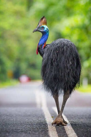 Walk the line - Southern Cassowary