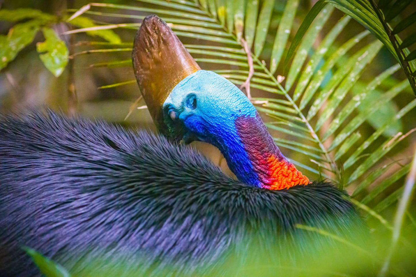 Elegance - Southern Cassowary