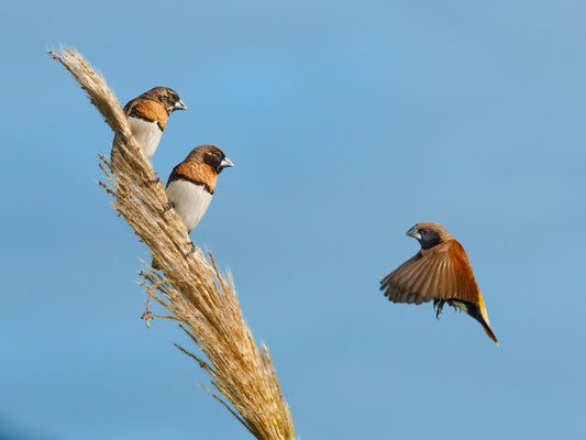 Three is a crowd - Chestnut-mannekin finches