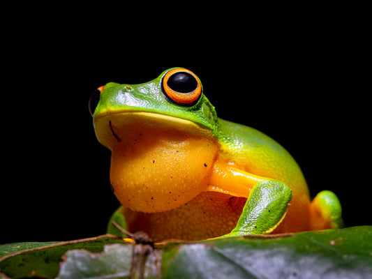 Stoic - Orange-thighed tree frog