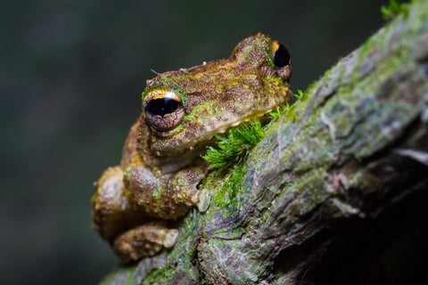 Out on a limb - Green-eyed tree frog