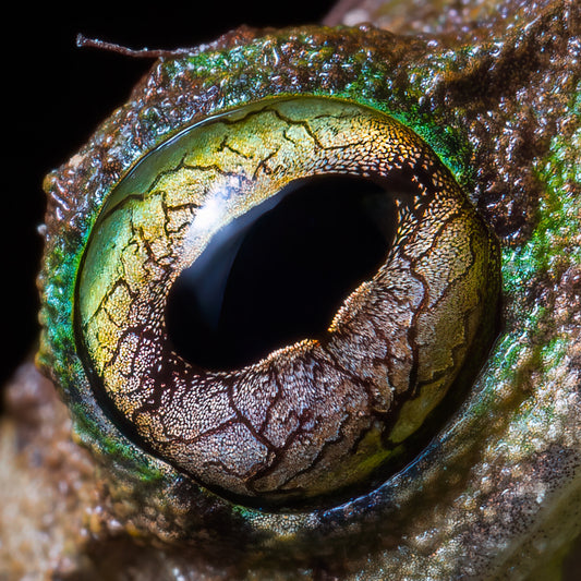 Iris - Green-eyed treenfrog