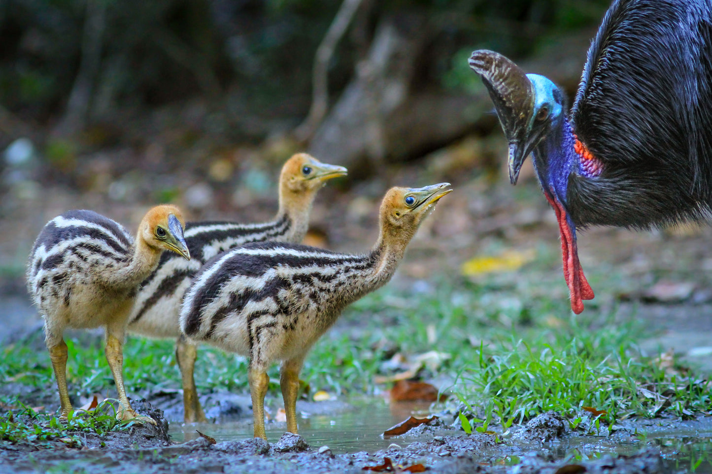 Parenthood - Southern Cassowaries