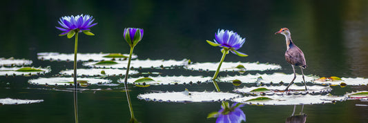 Walk on water - Comb-crested Jacana