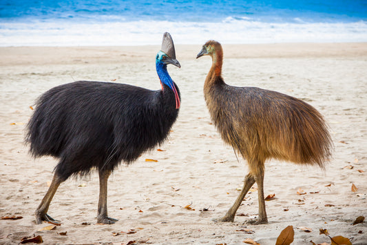 Connection - Southern Cassowaries