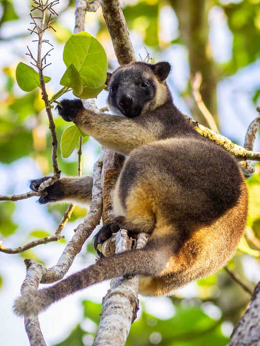 Evolution - Lumholtz's tree kangaroo