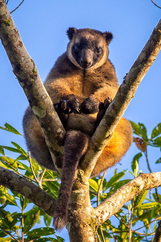 Climber - Lumholtz tree-kangaroo