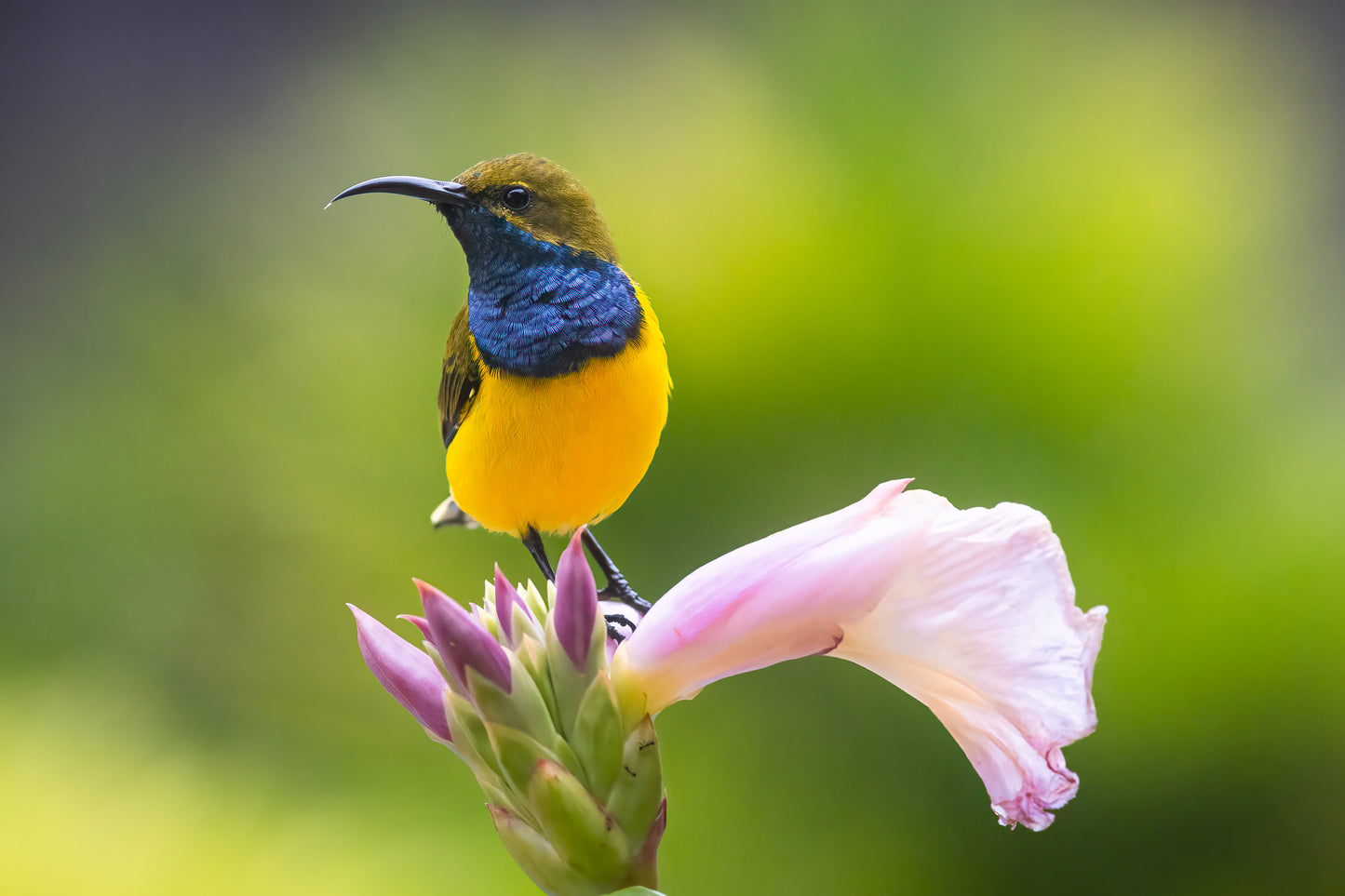 Brilliance - Olive-backed sunbird