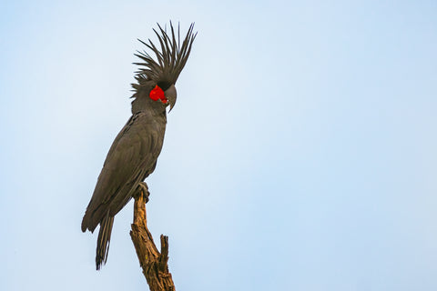 The Sentinel - Palm Cockatoo