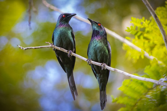 Together - Metallic starlings