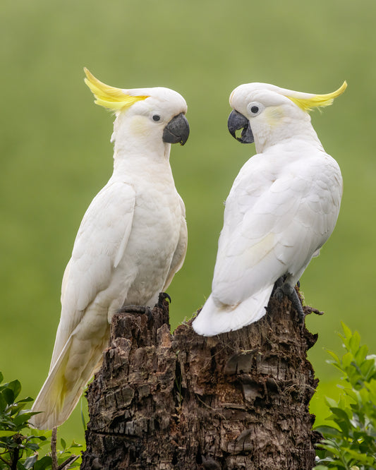 Friendship - Sulphur-crested Cockatoos