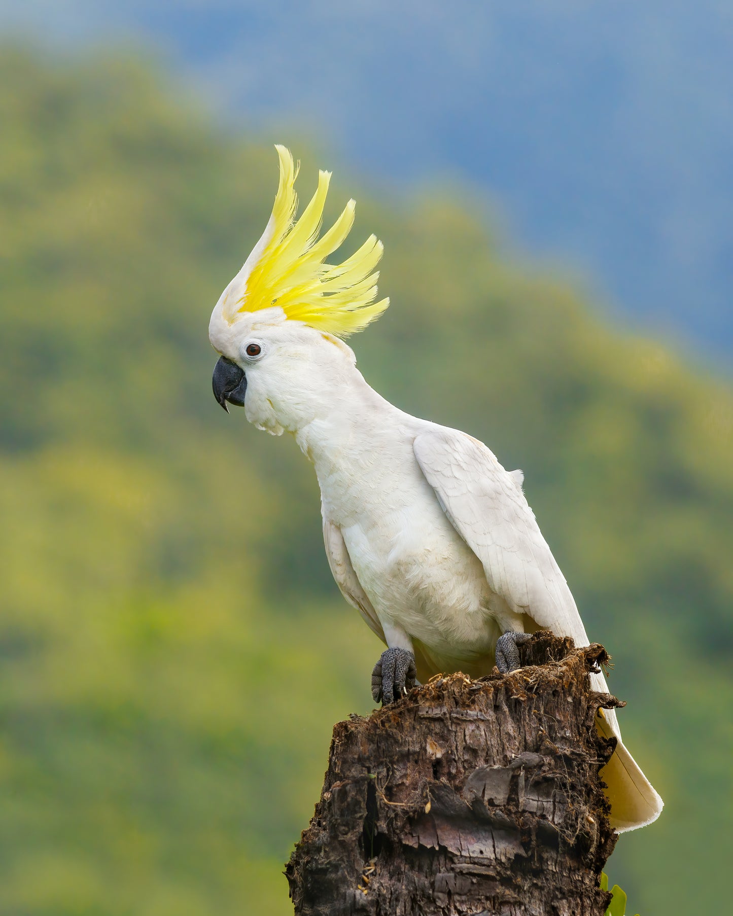 Sulphur-crested Cockatoo