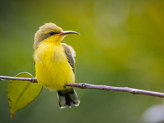 Anticipation - Olive-backed sunbird