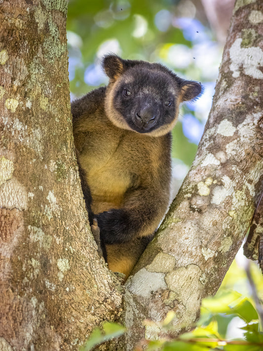 The Gap - Lumholtz tree-kangaroo