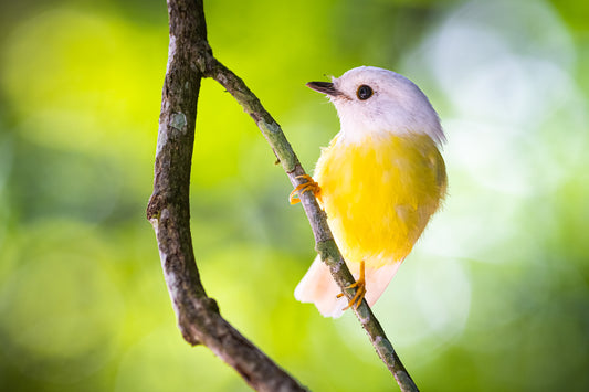 Strike a pose - Pale yellow robin