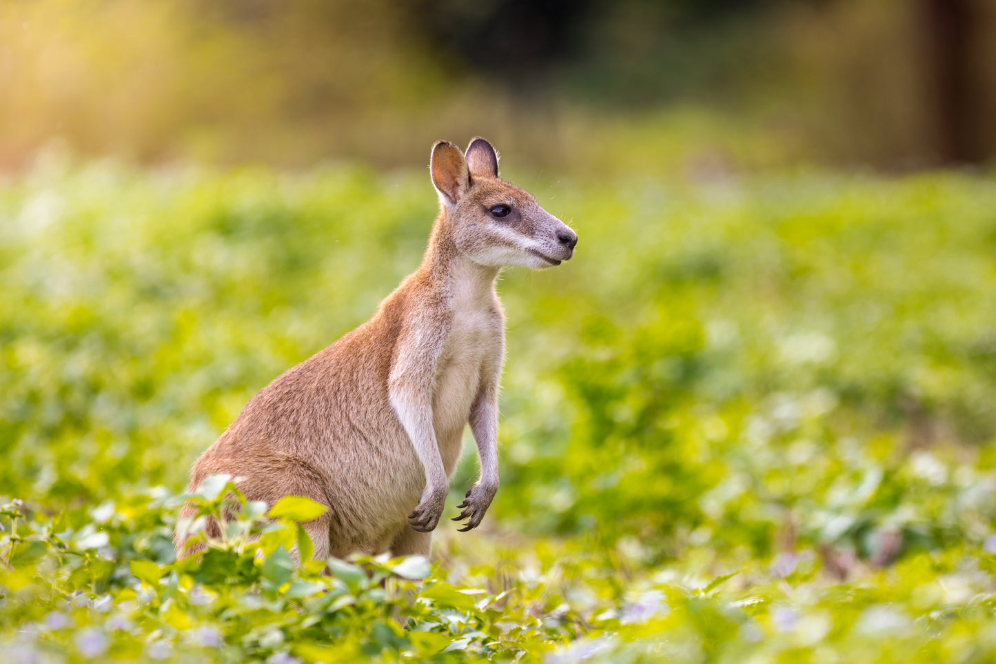 The grazer - Agile wallaby