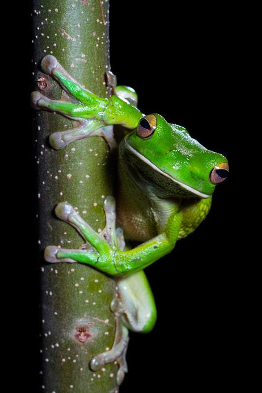 Curious - White-lipped tree frog