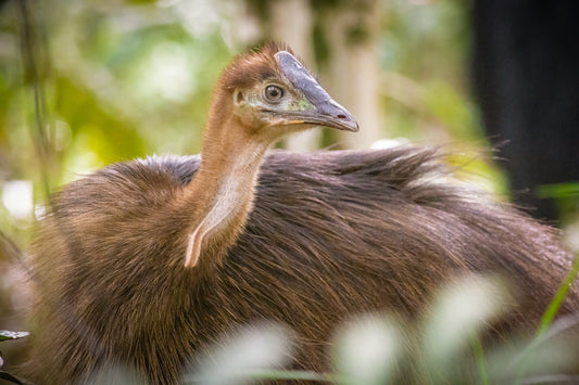 Youth - Southern Cassowary chick